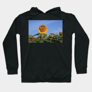 Colorful Kansas Sunflower in a field Hoodie